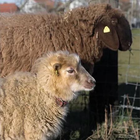Vakantieboerderij Gruppenunterkunft Mit Billardtisch Und Lamatrekking Meikirch